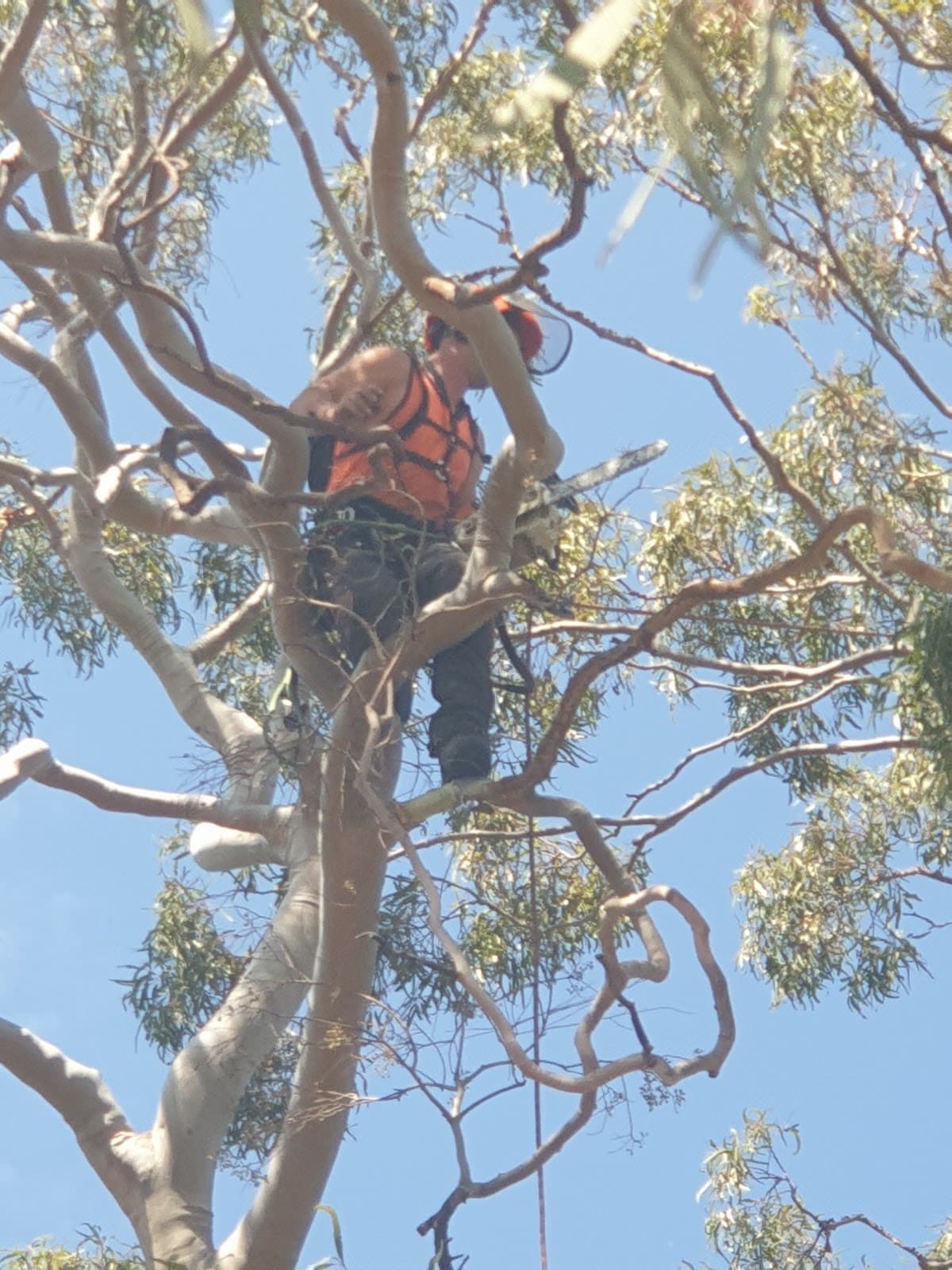 Southern Tree Care