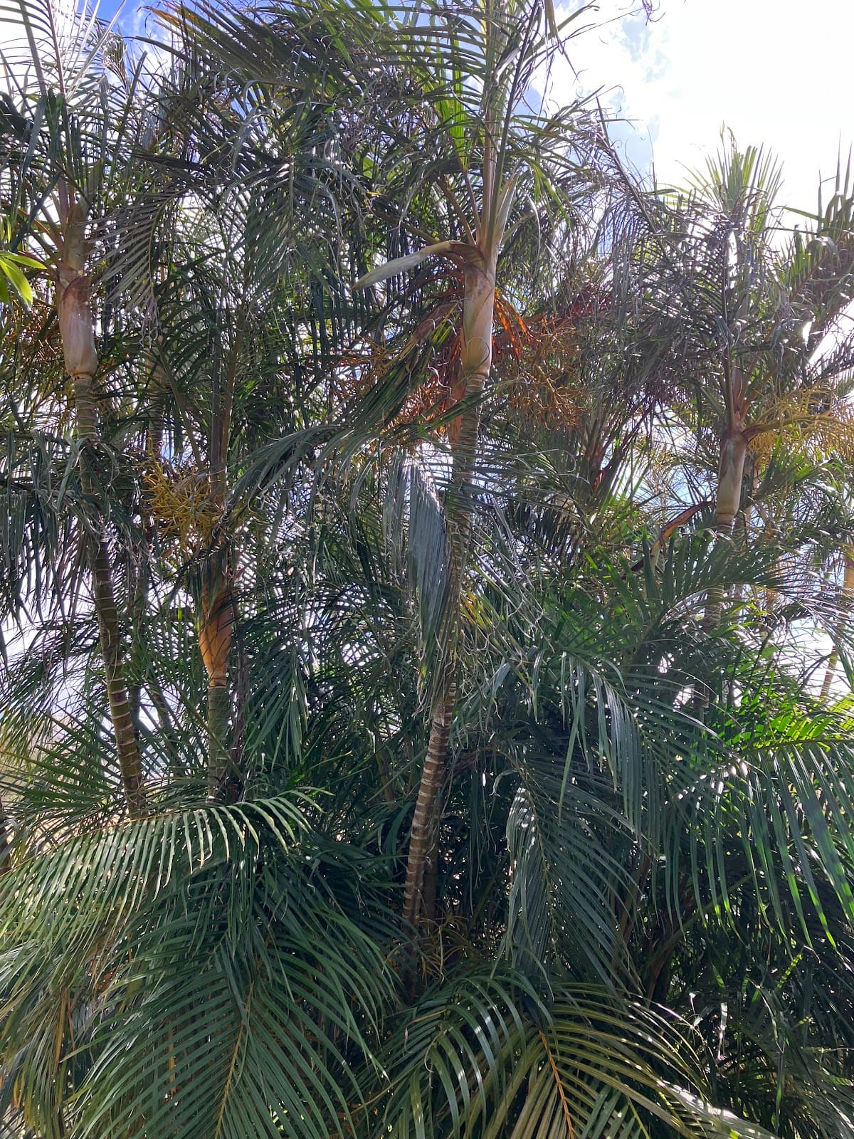 Southern Tree Care photo 4