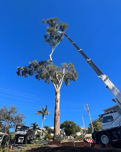 Dingo's Tree Services
