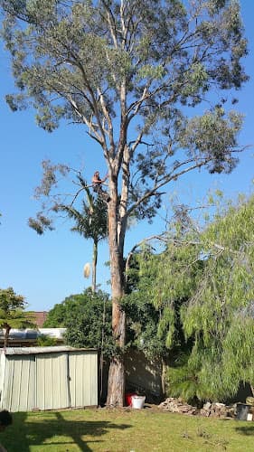 Dinsdale Tree Services