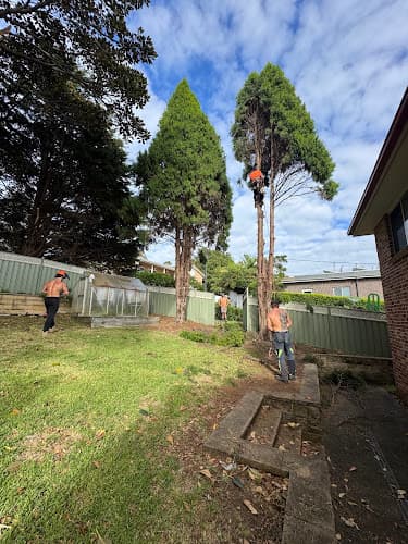 Kiama Tree Removal