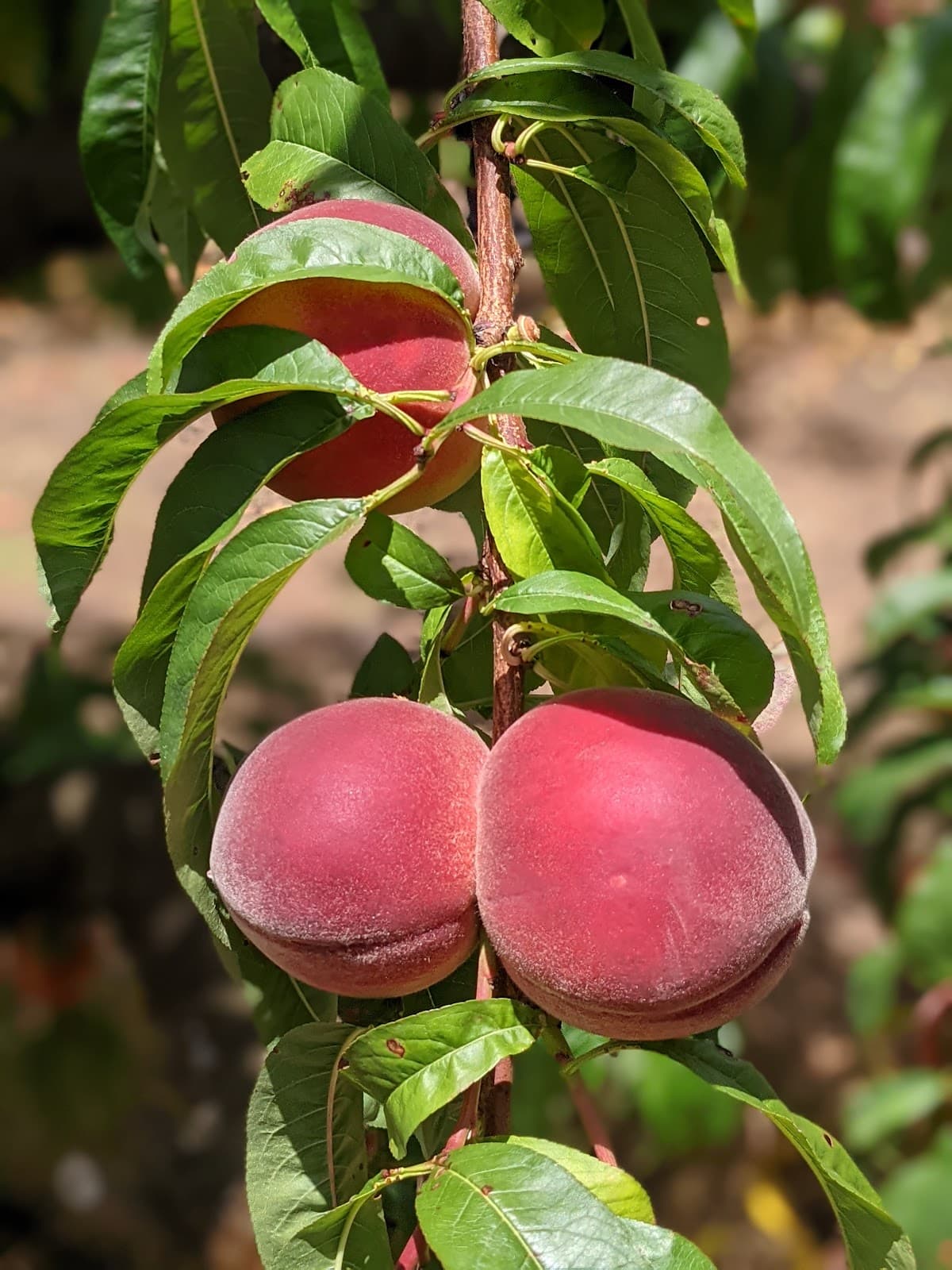 Glenbernie Orchard photo 2