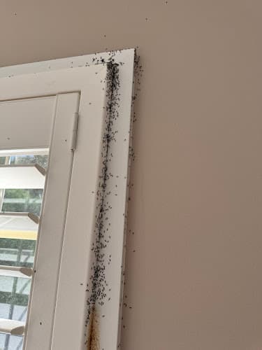 Trusted Pest & Termite Control Wollongong