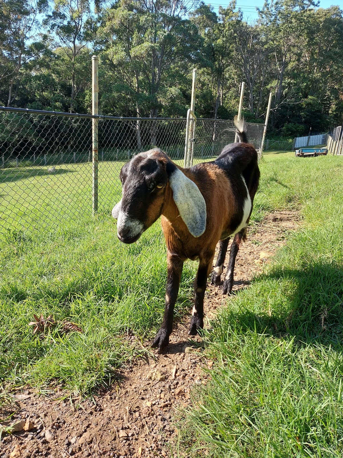 Jamberoo Peaceful Farm Stay photo 3