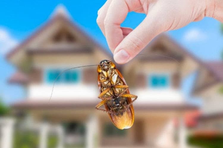 Organic Pest Control Wollongong