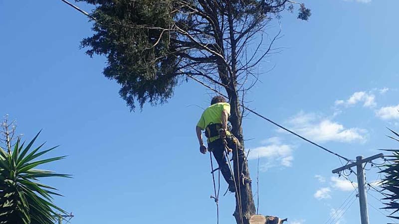 Claytons tree care