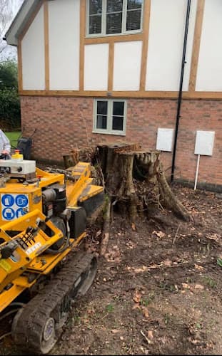 Berkeley Southside Stump Removal