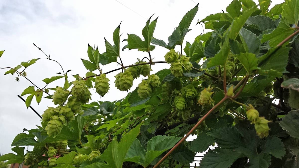 All Things Brewing photo 2