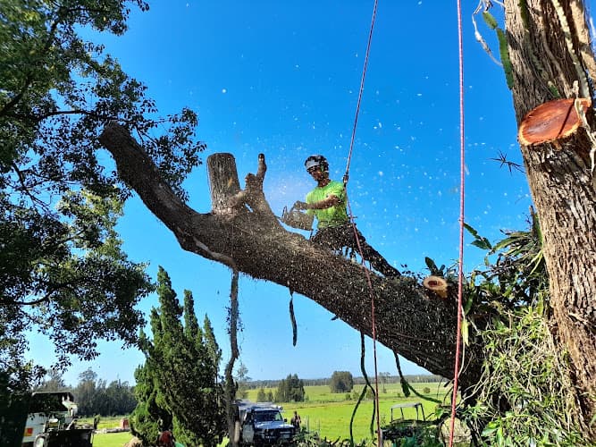 Berry Tree Works