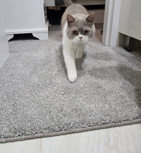 P&L Carpet Overlockers