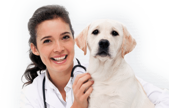 Illawarra Animal Hospital