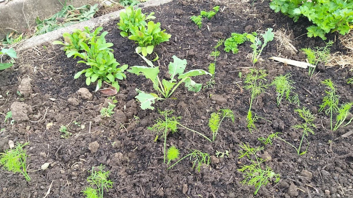 Dapto Community Farm