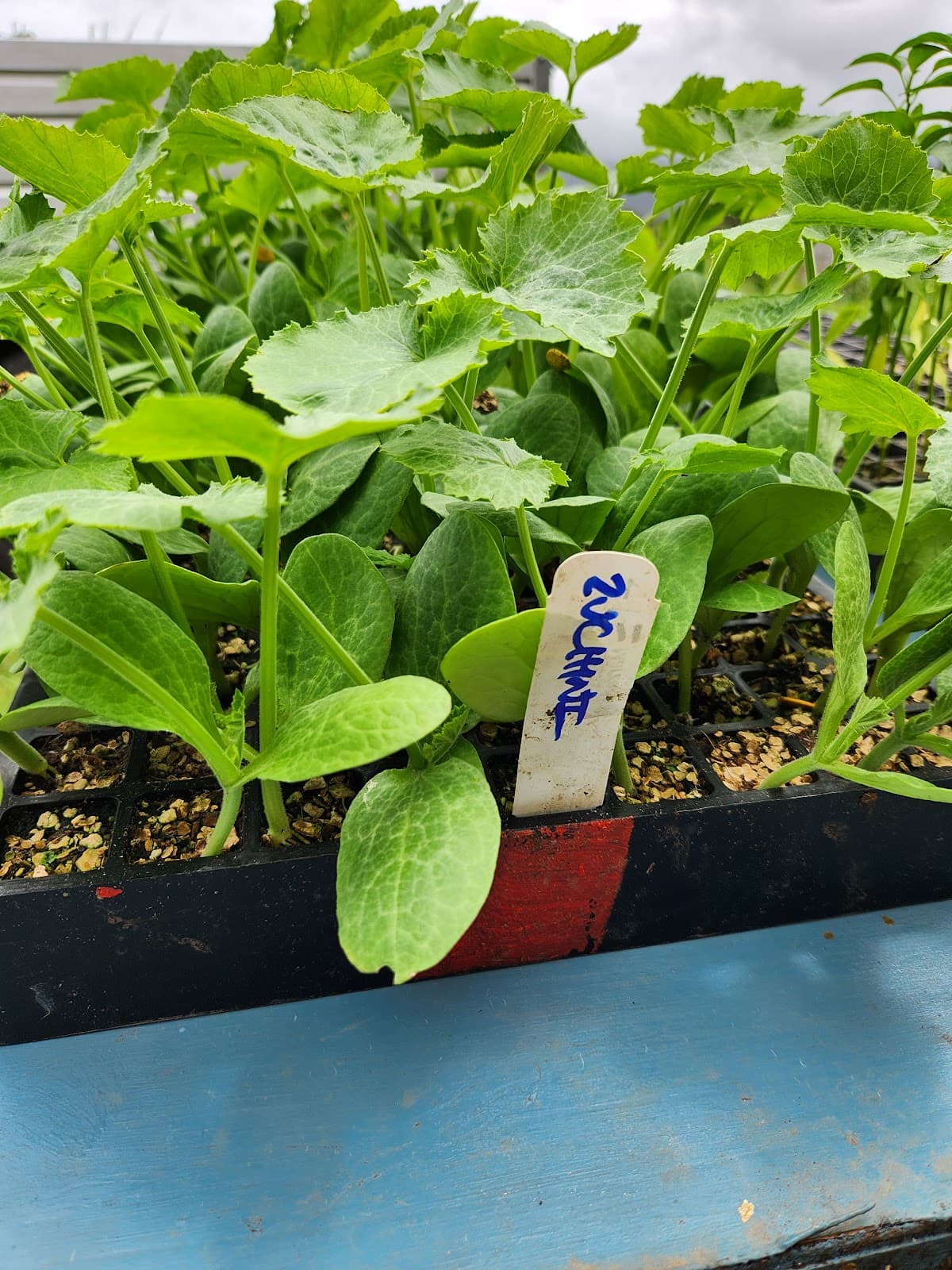 Dapto Community Farm photo 2