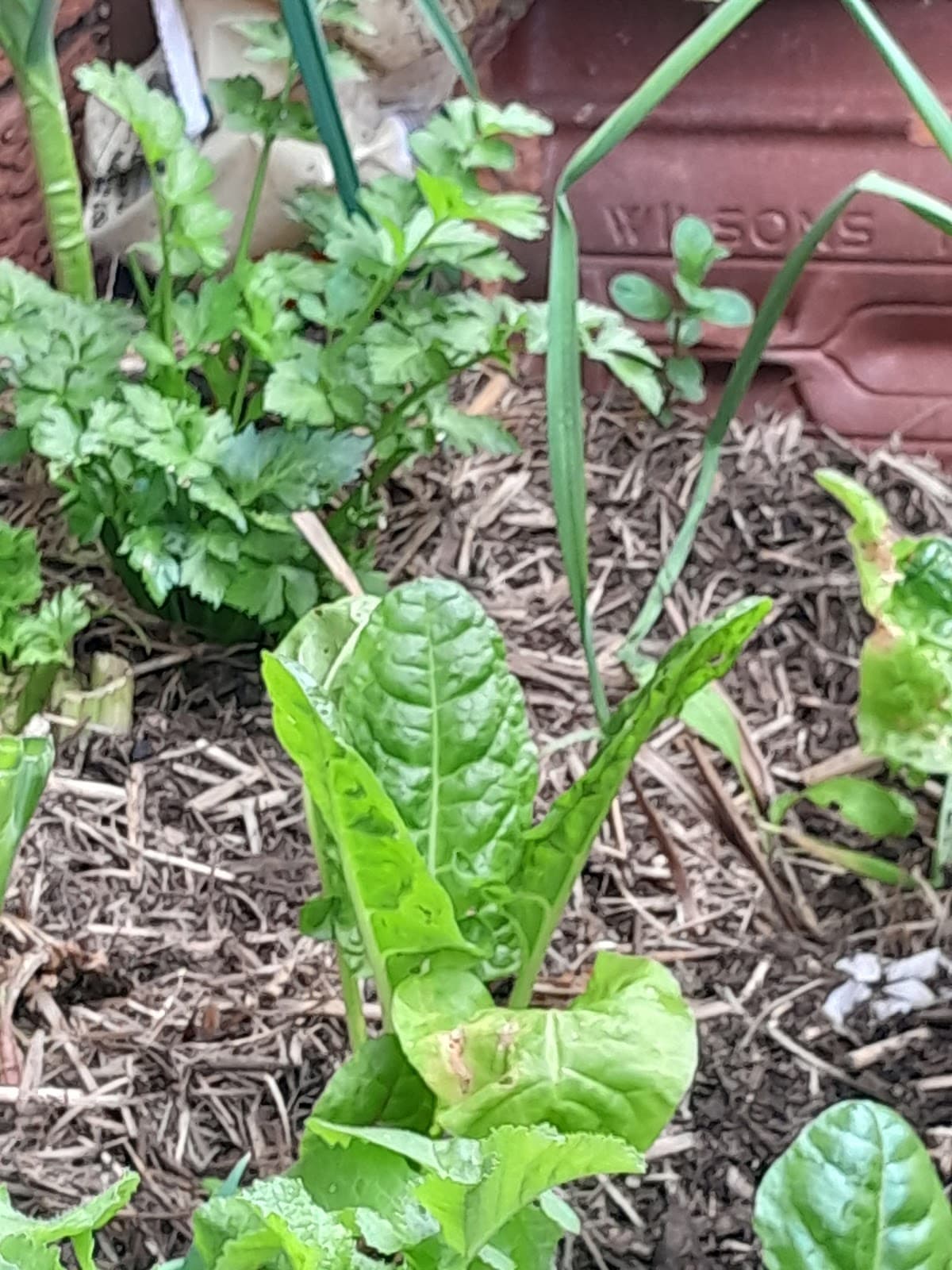 Dapto Community Farm photo 4