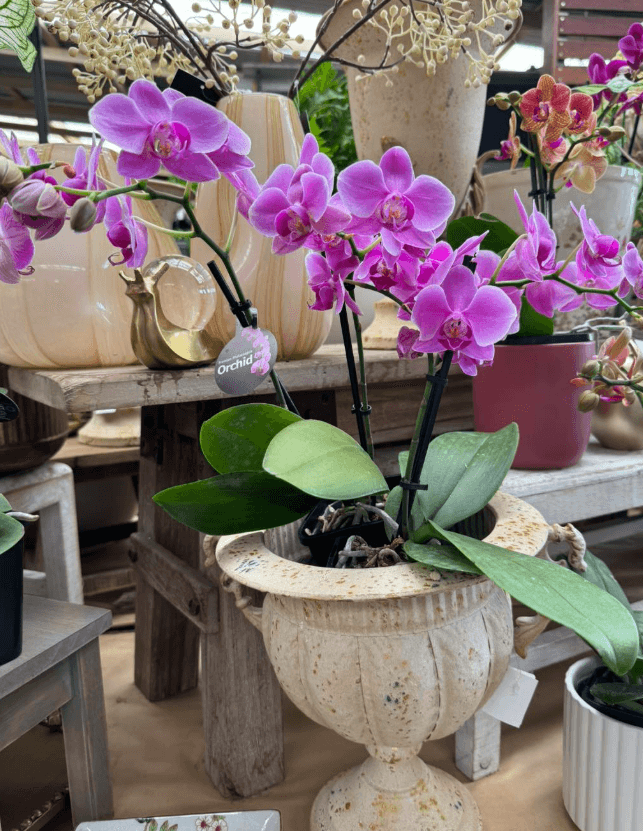 Sunrise Nursery photo 2