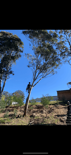 Black Diamond Tree Care